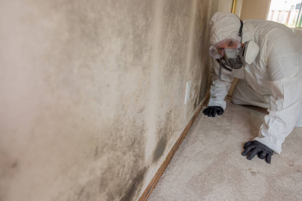 Best Water Damage & Mold Remediation  in Ellaville, GA